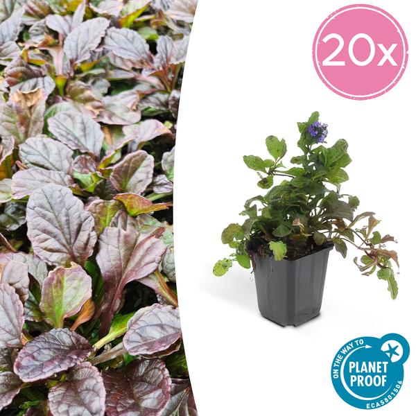 Ajuga Reptans - ↕10-25cm - Ø9cm - Kruipend Zenegroen - Bodembedekker - 20x
