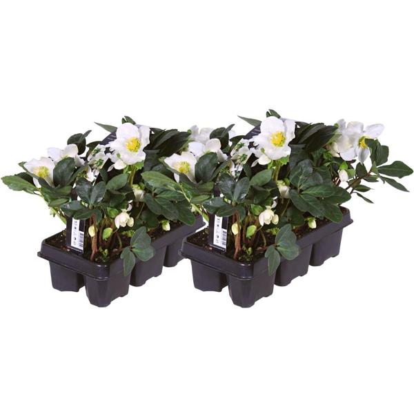 Kerstroos planten - Helleborus niger 'Christmas Carol' - 12x - ↕15-20cm - Ø7cm