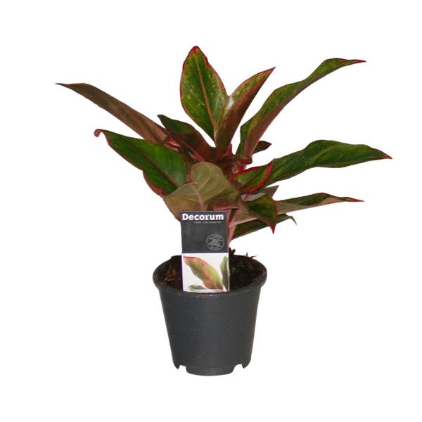 Aglaonema Crete - ↕50cm - Ø12cm