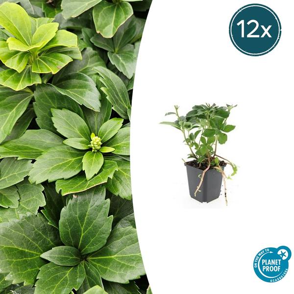 Pachysandra Terminalis - Schaduwkruid - ↕10-25cm - Ø9cm - Bodembedekker - 12x