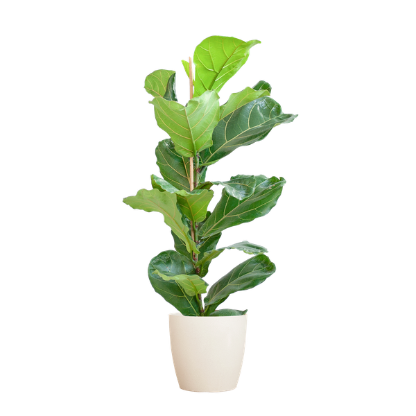 Ficus Lyrata met Viber pot wit - ↕80cm - Ø21cm