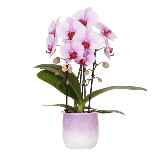 Roze orchidee Niagara Falls + Gradience sierpot roze - Ø9cm - Bloeiende kamerplant