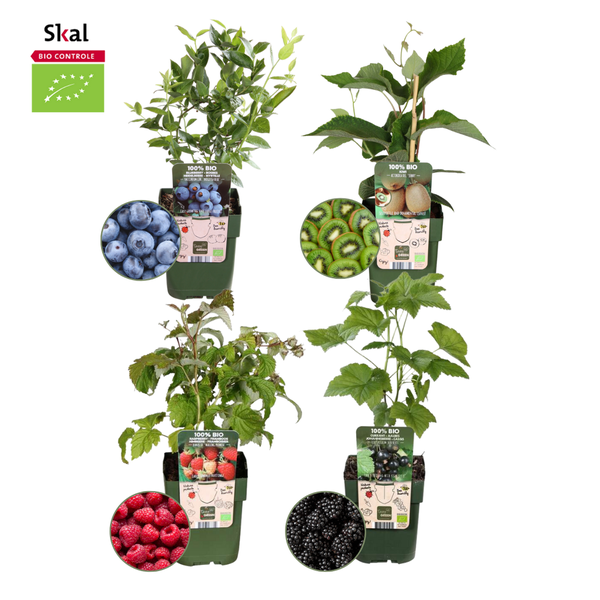 Fruitplanten mix Biologisch - set van 4 verschillende soorten "Zomervruchten"