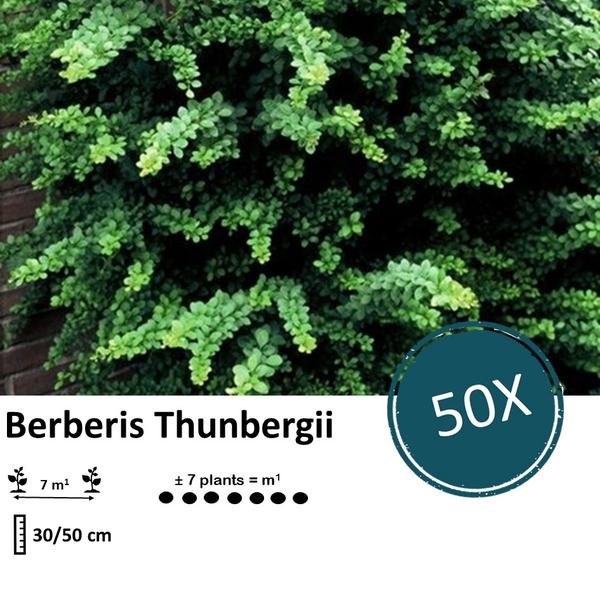 Berberis thunbergii - Zuurbes - ↕30-50cm - blote wortel - 50x