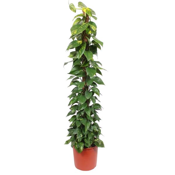Epipremnum Aureum mosstok - ↕180cm - Ø34cm