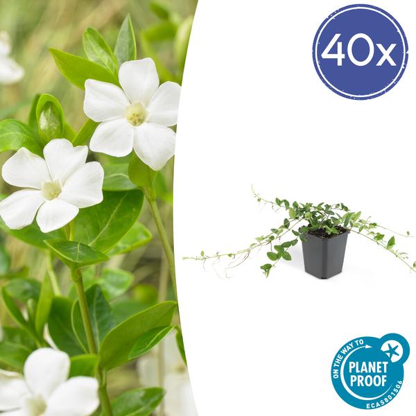 Vinca minor 'Alba' - Kleine Maagdenpalm - ↕10-25cm - Ø9cm - Bodembedekker - 40x