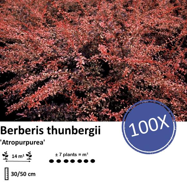 Berberis thunbergii 'Atropurpurea' - Zuurbes - ↕30-50cm - blote wortel - 100x