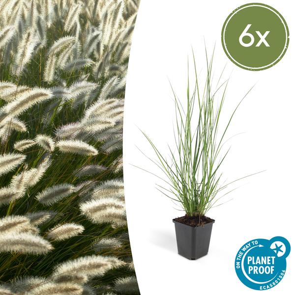 Pennisetum Alopecuroides 'Hameln' - Lampenpoetsersgras - ↕10-25cm - Ø9cm - Siergras - 6x