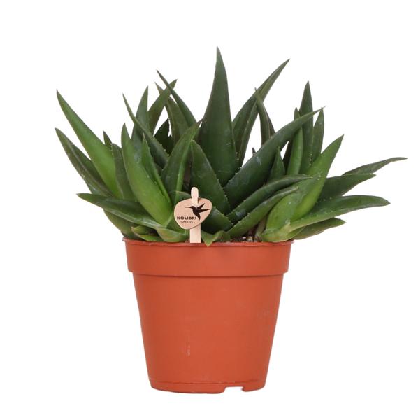 Haworthia West Jogoo - Ø12cm - Vetplant - Kolibri Greens