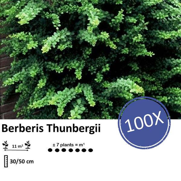 Berberis thunbergii - Zuurbes - ↕30-50cm - blote wortel - 100x