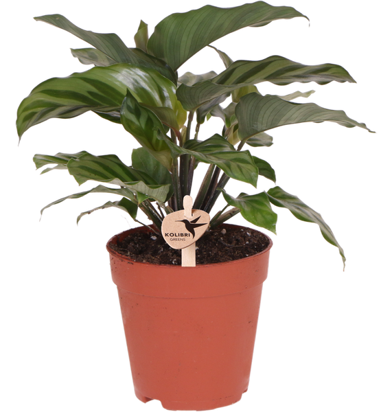 Calathea - Groene kamerplant - Ø9cm - Kolibri Greens