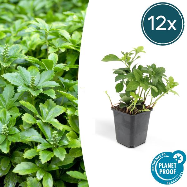 Pachysandra Terminalis 'Green Carpet' - Schaduwkruid - ↕10-25cm - Ø9cm - Bodembedekker - 12x