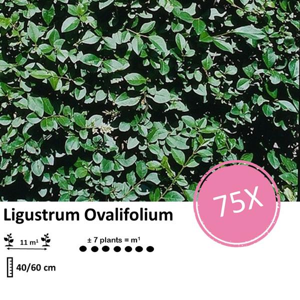 Ligustrum Ovalifolium - Blote wortel - ↕40-60cm - 75x