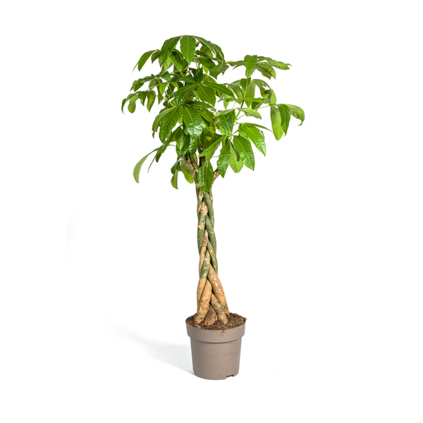 Pachira Aquatica - Geldboom - ↕170-180cm - Ø30cm