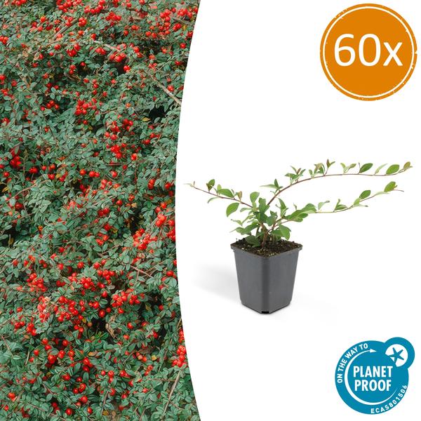 Cotoneaster dammeri 'Major' - ↕25cm - Ø9cm - Bodembedekker - Borderplant - 60x