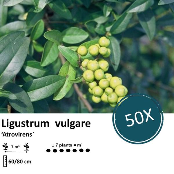 Ligustrum vulgare 'Atrovirens` - blote wortel - ↕60-80cm - 50x