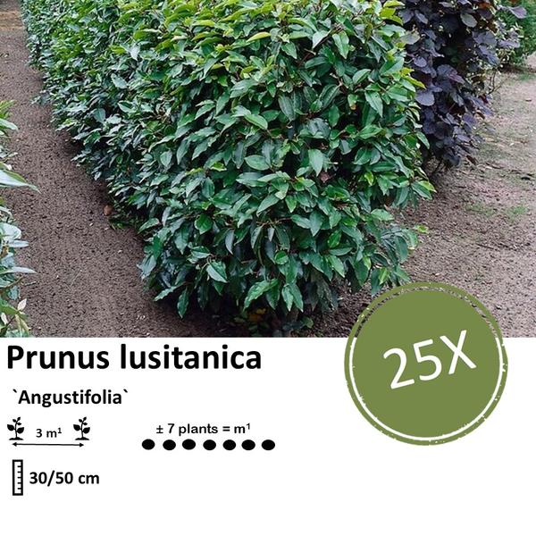 Prunus lusitanica `Angustifolia`- Laurierkers - ↕30-50cm - blote wortel - 25x