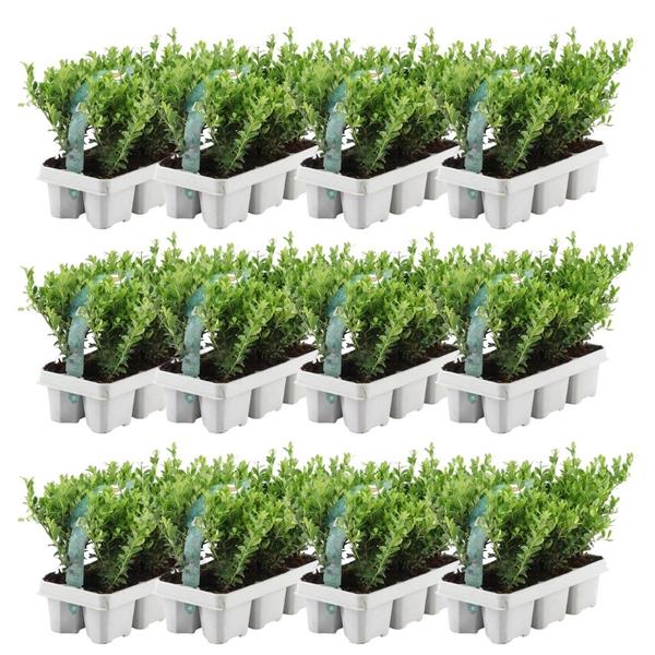Ilex crenata 'Jenny' - ↕15cm - Ø7cm - 12x6 pack - 72x