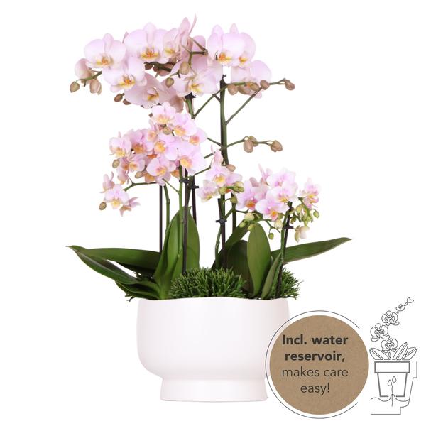 Roze plantenset in Scandic dish incl. waterreservoir | drie roze orchideeën en drie groene planten | Field Bouquet roze met zelfvoorzienend waterreservoir