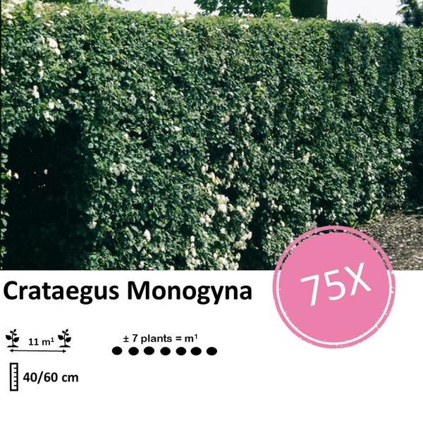 Crataegus Monogyna - Eenstijlige Meidoorn - Blote wortel - ↕40-60cm - 75x