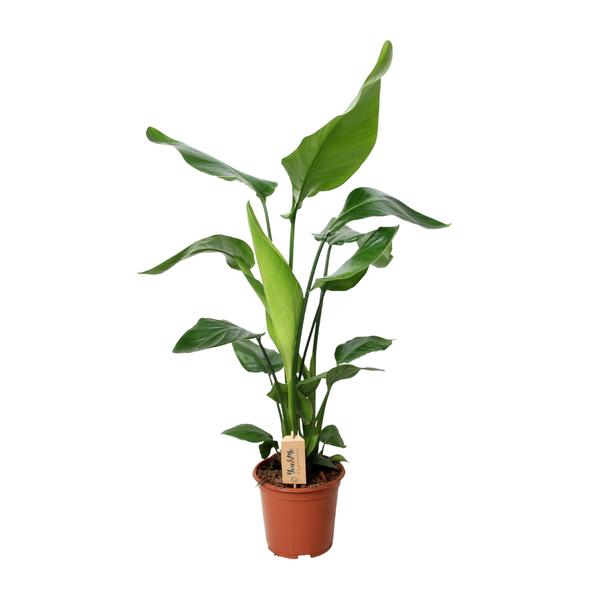 Strelitzia Nicolai - Paradijsvogelplant - ↕90cm - Ø19cm