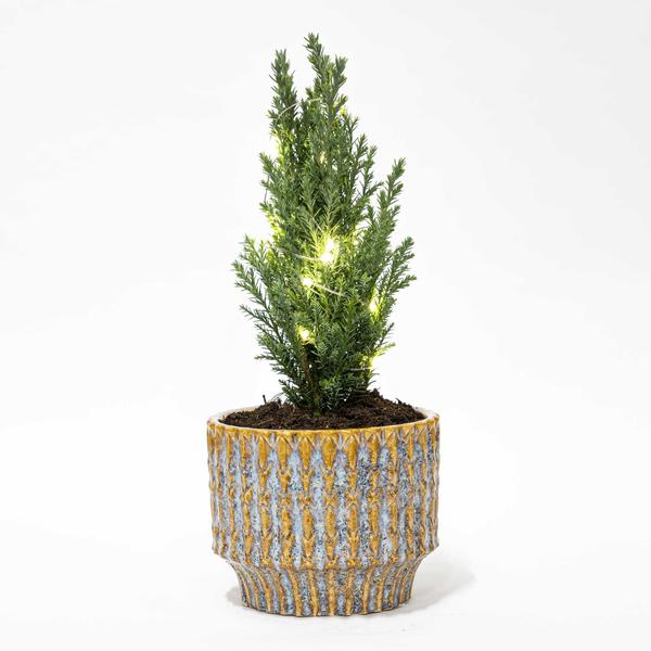 Kerstboom 'Ellwoodii' + Pot Echo + 20 Kerstverlichting - ↕25-30cm