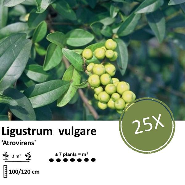 Ligustrum vulgare 'Atrovirens` - blote wortel - ↕100-120cm - 25x