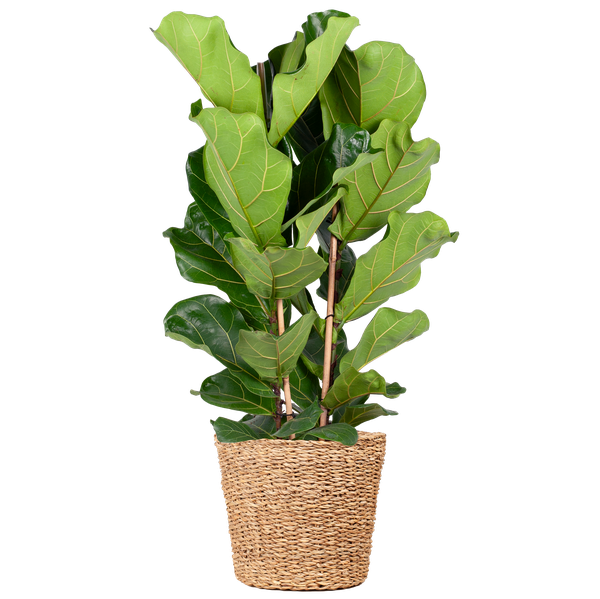 Ficus Lyrata XL met Torun mand - ↕140cm - Ø27cm