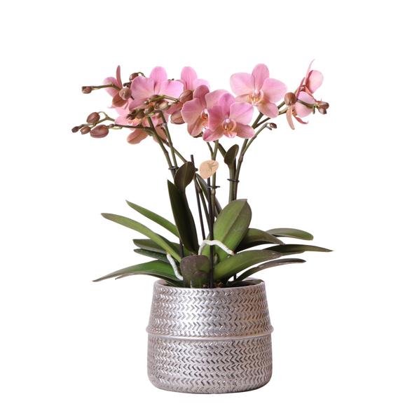 Roze Phalaenopsis orchidee – Treviso in Groove bloempot zilver – Ø12cm – ↕35cm - Bloeiende kamerplant