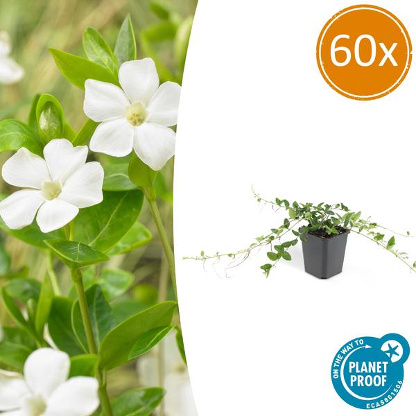Vinca minor 'Alba' - Kleine Maagdenpalm - ↕10-25cm - Ø9cm - Bodembedekker - 60x