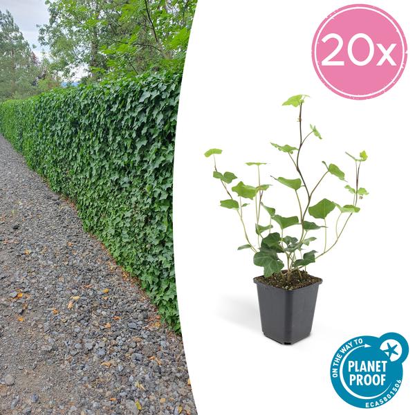 Hedera Hibernica - ↕10-25cm - Ø9cm - Klimop - Bodembedekker - 20x
