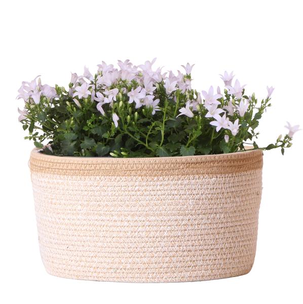 Campanula Addenda Ambella white - Cotton schaal met Campanula met watergeefsysteem - 3 stuks - Klokjesbloem wit - Ø12cm - binnen & buiten
