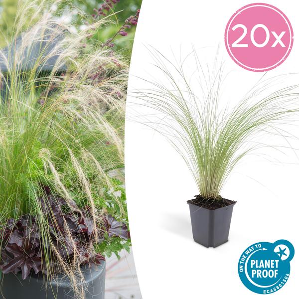 Stipa Tenuissima 'Ponytails' - Vedergras - ↕10-25cm - Ø9cm - Siergras - 20x