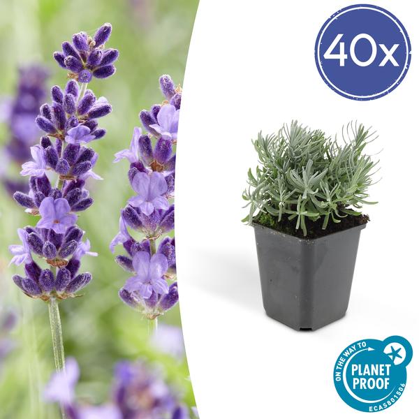 Lavandula 'Hidcote' - ↕10-25cm - Ø9cm - Lavendel - Borderplant - 40x