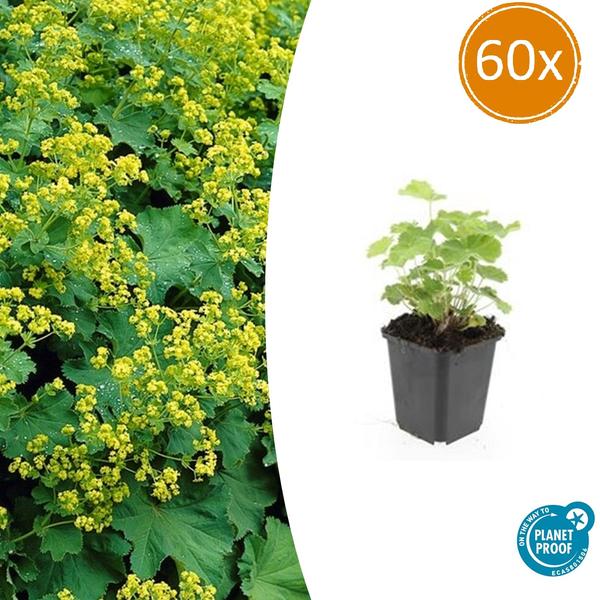 Alchemilla mollis - Vrouwenmantel - ↕10-25cm - Ø9cm - Bodembedekker - Borderplant - 60x