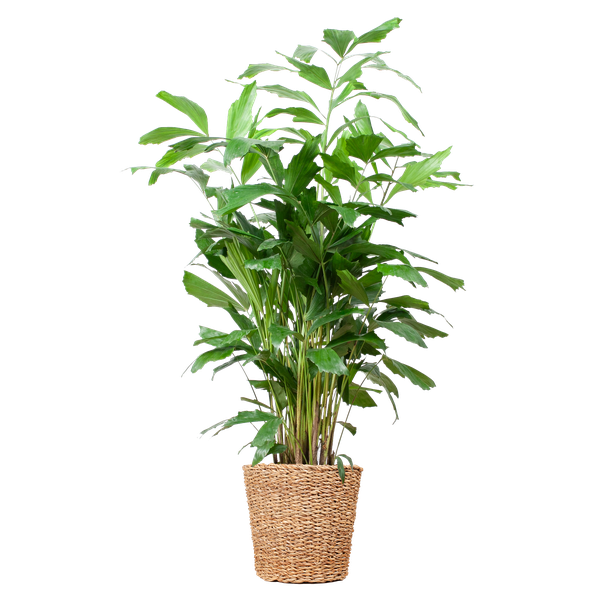 Caryota Mitis XL - Vissenstaartpalm - ↕130cm - Ø24cm