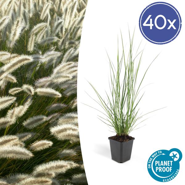 Pennisetum Alopecuroides 'Hameln' - Lampenpoetsersgras - ↕10-25cm - Ø9cm - Siergras - 40x
