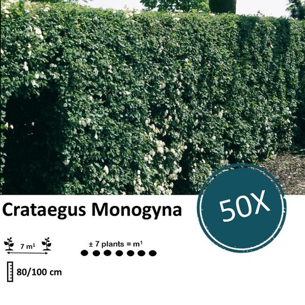 Crataegus Monogyna - Eenstijlige Meidoorn - Blote wortel - ↕80-100cm - 50x