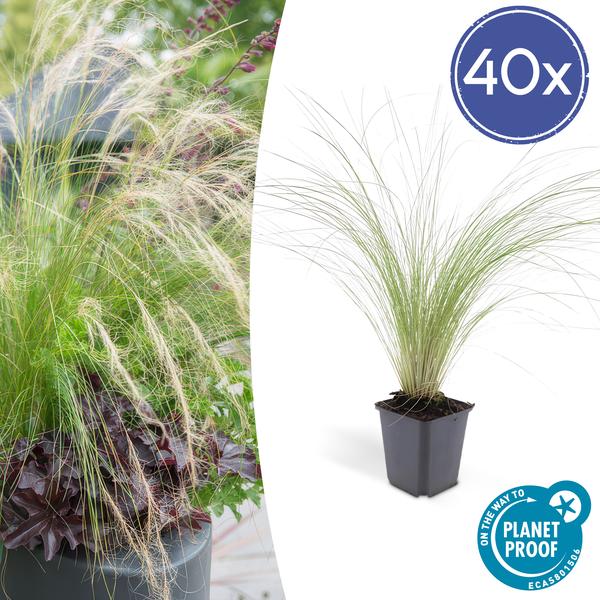 Stipa Tenuissima 'Ponytails' - Vedergras - ↕10-25cm - Ø9cm - Siergras - 40x