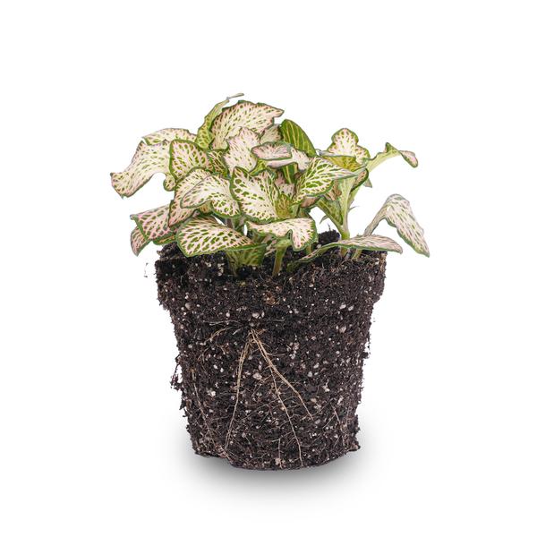 Fittonia Pink Tiger - Mozaïekplant - Pink, white and Green - Ø8cm