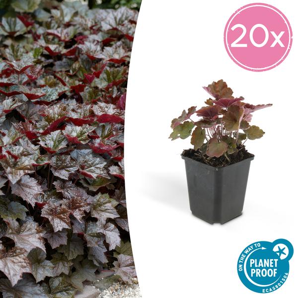 Heuchera Micrantha 'Palace Purple' - Purperklokje - ↕10-25cm - Ø9cm - 20x