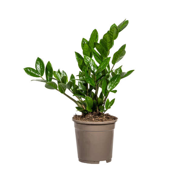Zamioculcas Zamiifolia - ZZ Plant - ↕40-50cm - Ø17cm