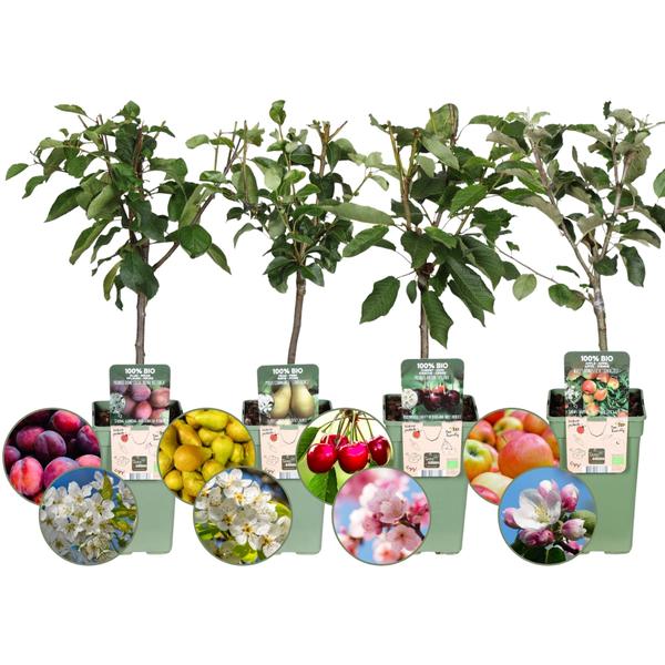 Fruitbomen Biologisch - Appel, Peer, Kers en Pruim - ↕60cm - Ø20cm - 4x