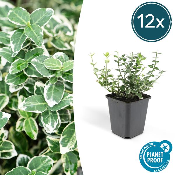 Euonymus 'Emerald 'n Gaity' - Japanse Kardinaalsmuts - ↕10-25cm - Ø9cm - Bodembedekker - 12x