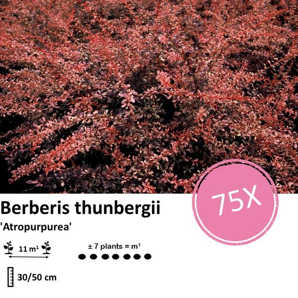 Berberis thunbergii 'Atropurpurea' - Zuurbes - ↕30-50cm - blote wortel - 75x