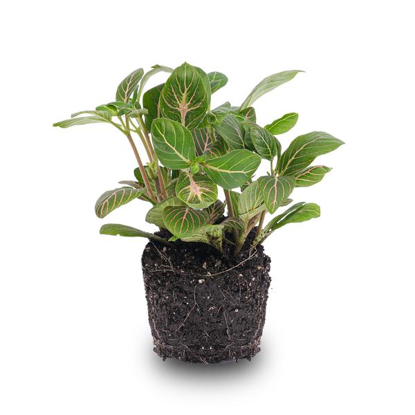 Fittonia Joly Josan - Mozaïekplant - Red and green - Ø8cm