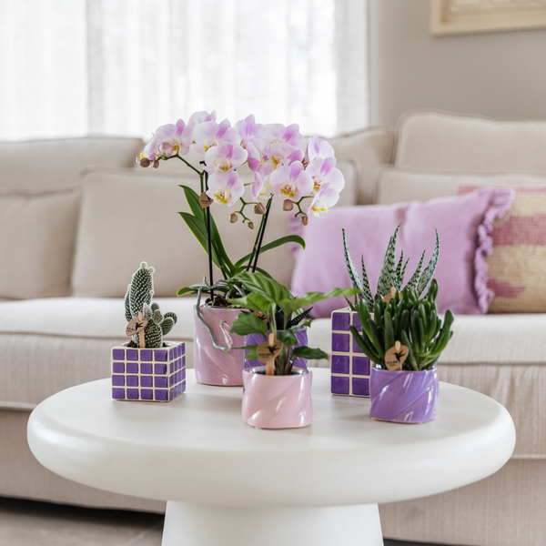 Calathea - Groene kamerplant - Ø6cm - Kolibri Greens