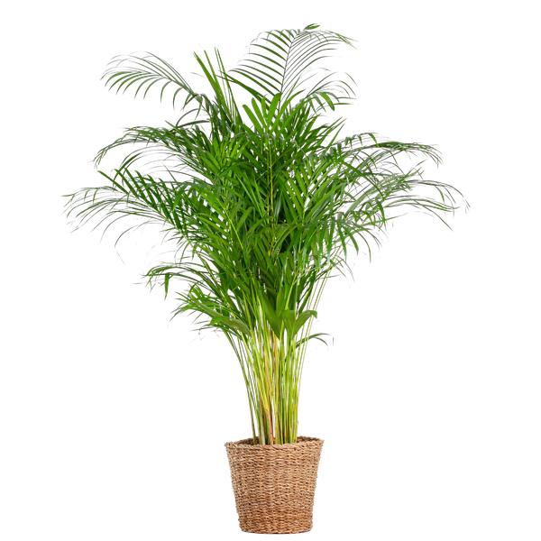 Areca Palm XL (Dypsis Lutescens) - Goudpalm - met mand Torun - ↕120cm - Ø24cm