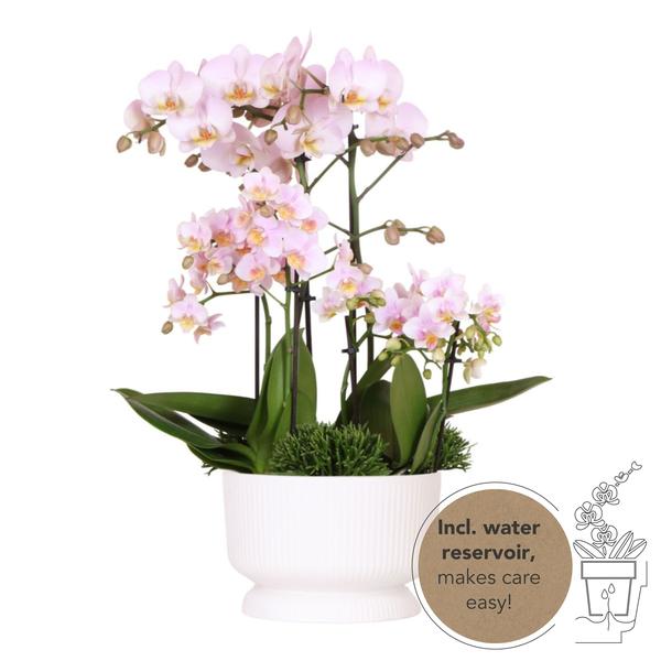 Roze plantenset in Diabolo white dish incl. waterreservoir | drie roze orchideeën en drie groene planten | Field Bouquet roze met zelfvoorzienend waterreservoir