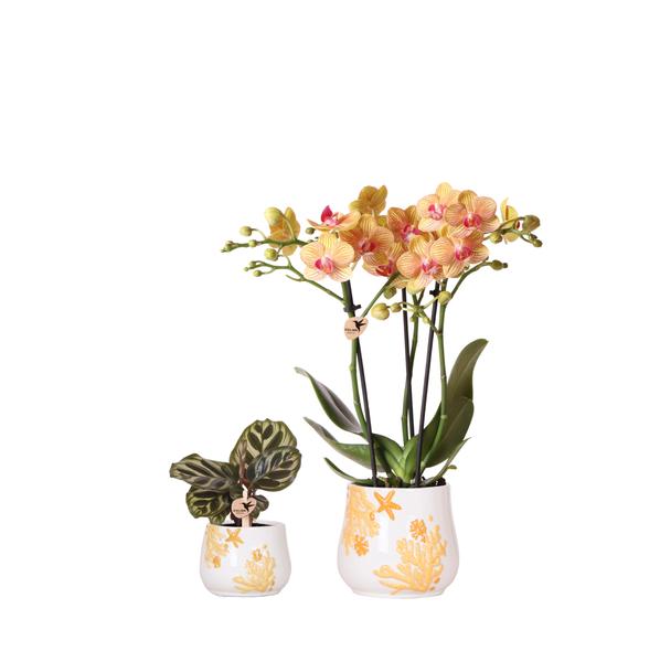 Planten set Coral Oranje - Set met oranje Phalaenopsis orchidee Jamaica Ø9cm en groene plant Calathea Ø6cm - met oranje keramieken sierpotten
